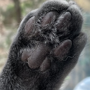 Fundraising Page: Katja Moos